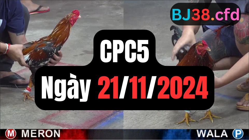 Đá gà thomo | CPC5 | 21/11/2024